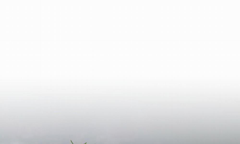 Đàn Thỏ Của Habibi 55 trang 17