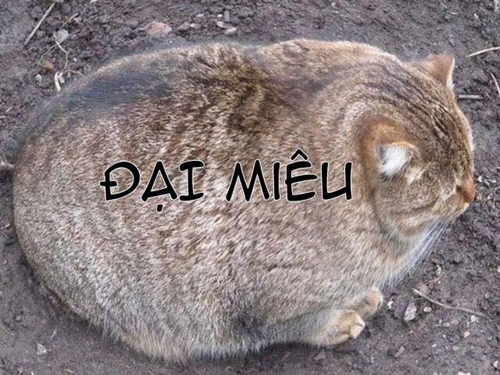 Hai ông anh rủ nhau làm thịt tôi! 11 trang 0