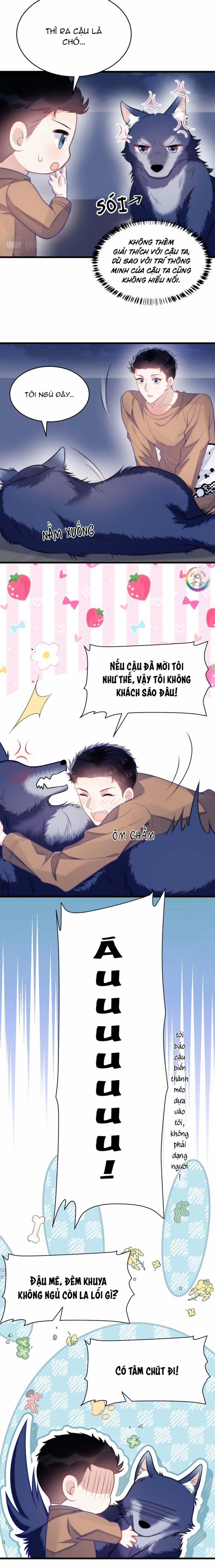 Mèo Hoang Nhỏ Của Học Bá Quá Trêu Người (END) 19 trang 1