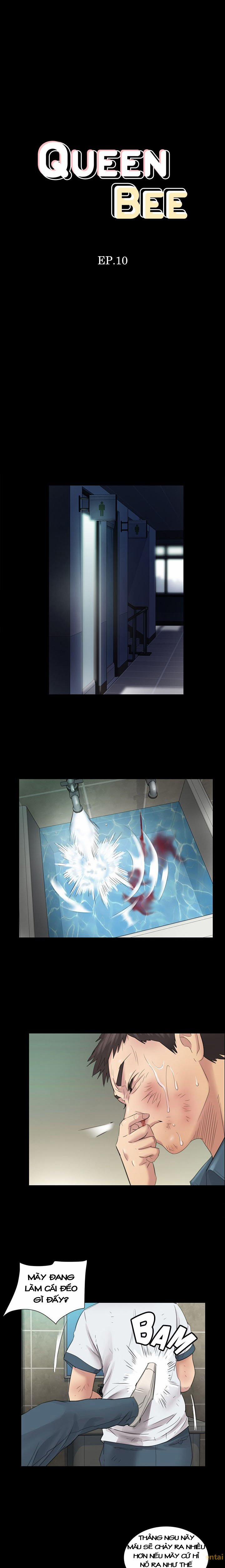 Ong Chúa (Queen Bee) 10 trang 0