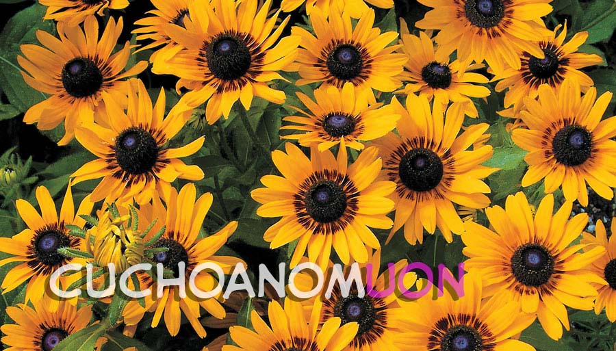 Onnanoko? - Girl? 2 trang 0