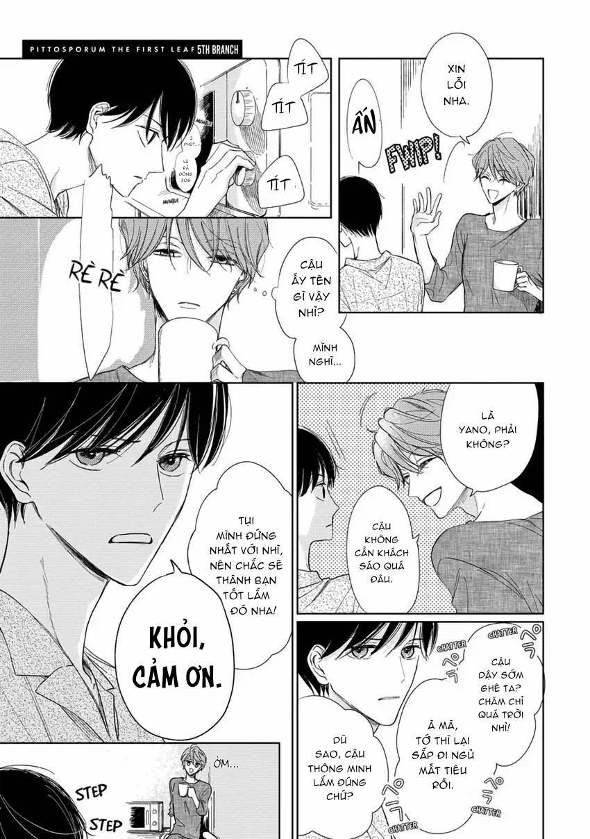 Pittosporum-Shino Makami 6 trang 0