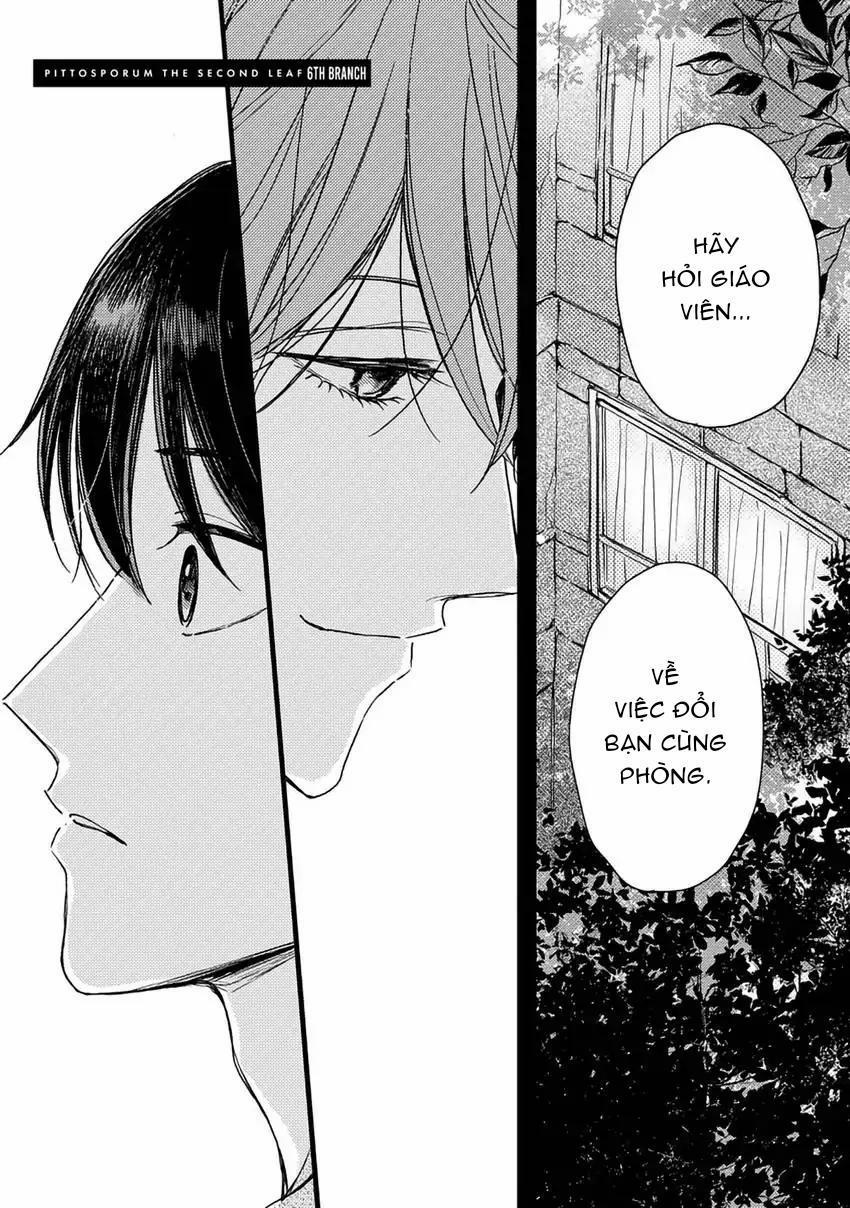 Pittosporum-Shino Makami 7 trang 0