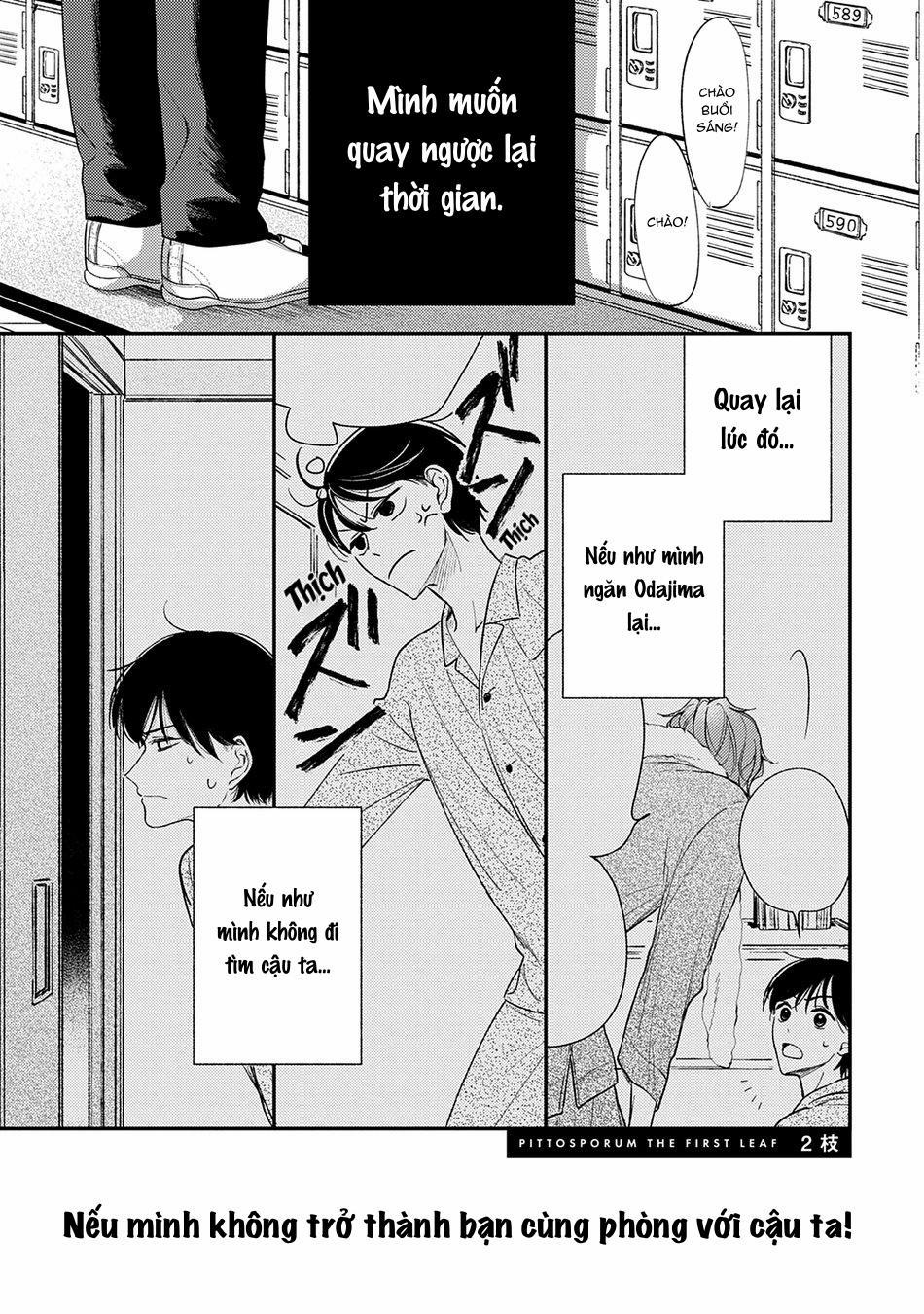 Pittosporum 2 trang 0