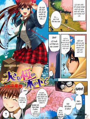 Đọc truyện tranh Under the Great Cherry Blossom